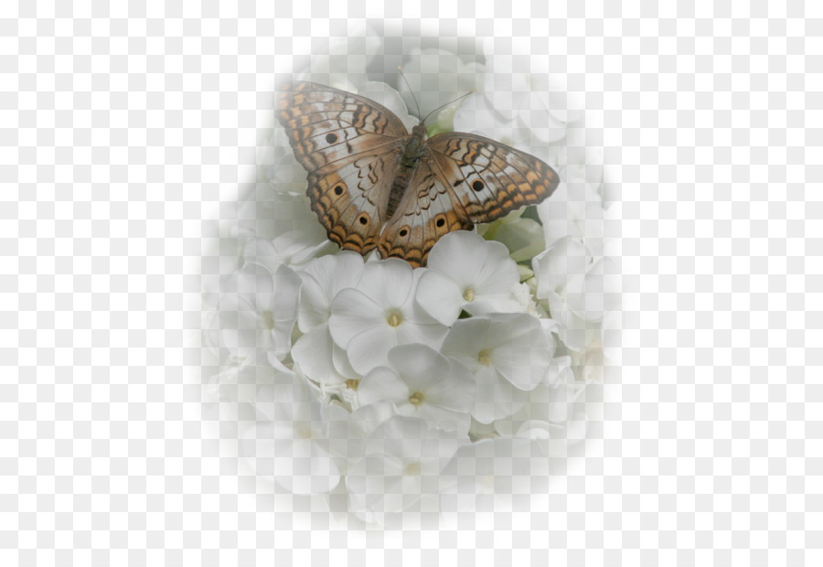 бабочка，шелкопряда PNG