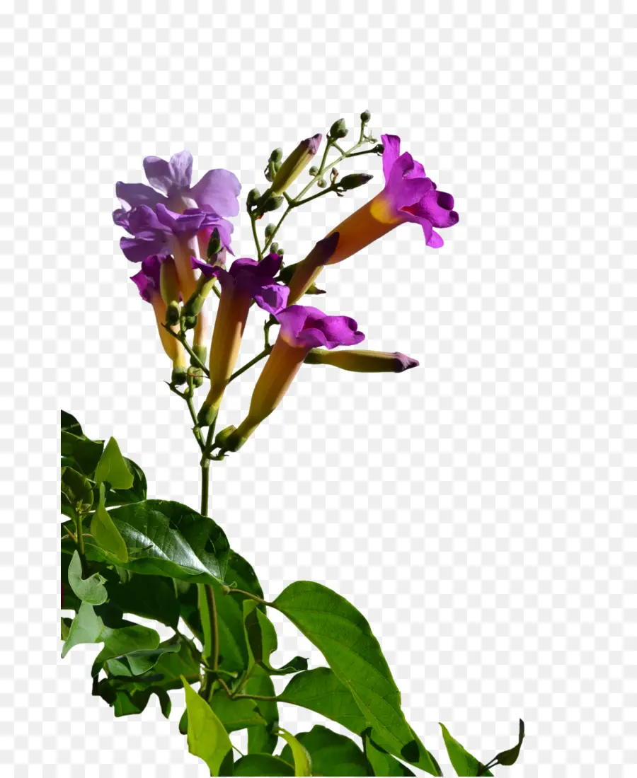 срезанные цветы，стебель растения PNG