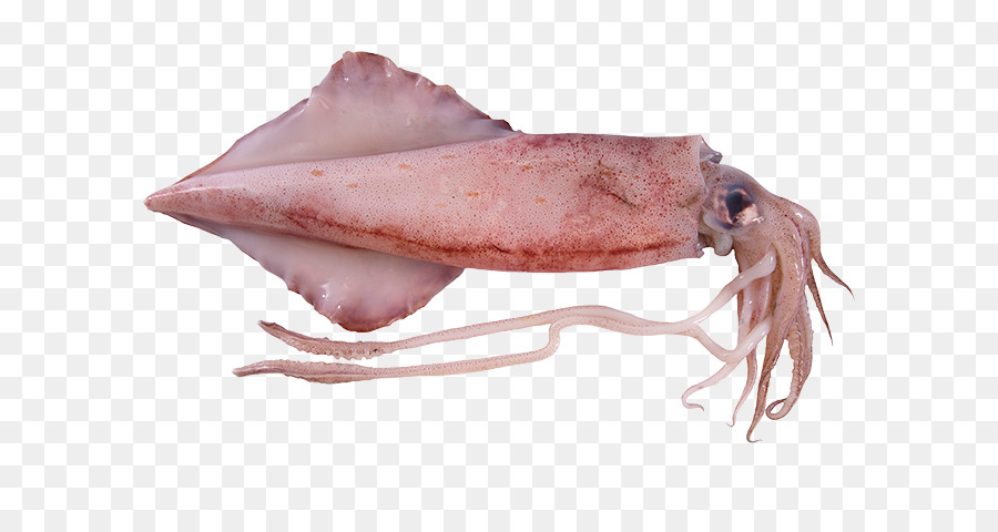 Кальмар，морепродукты PNG