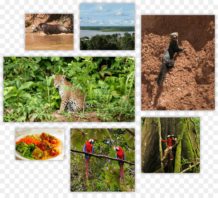 дикой природы，экосистемы PNG
