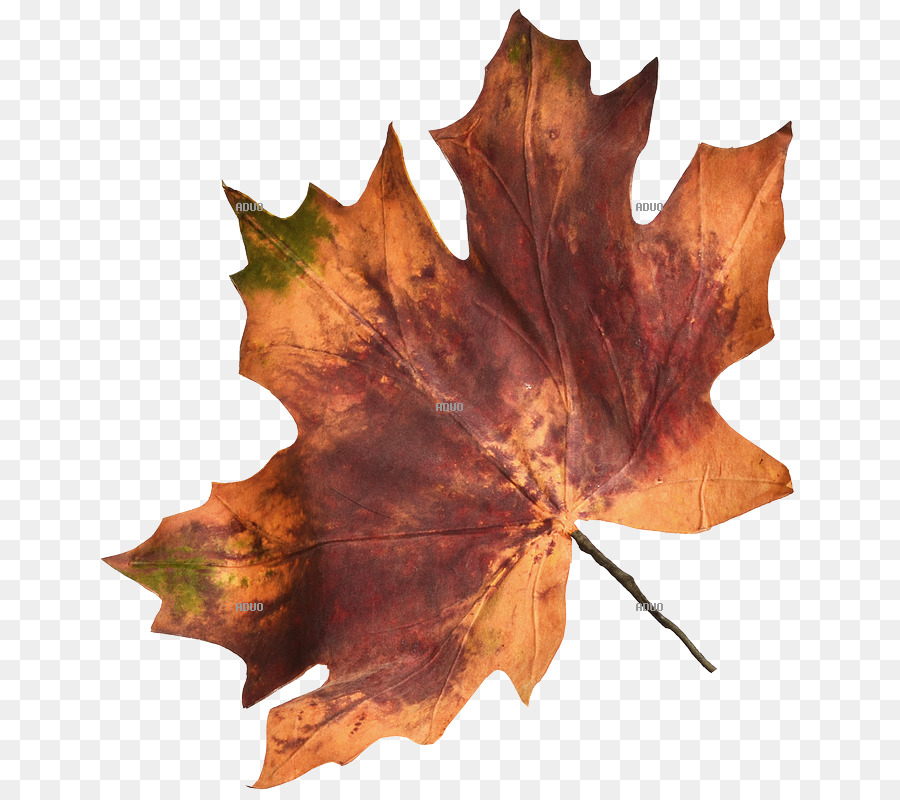 лист，осенняя окраска листьев PNG