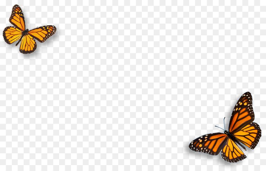 бабочка монарх，белянок PNG