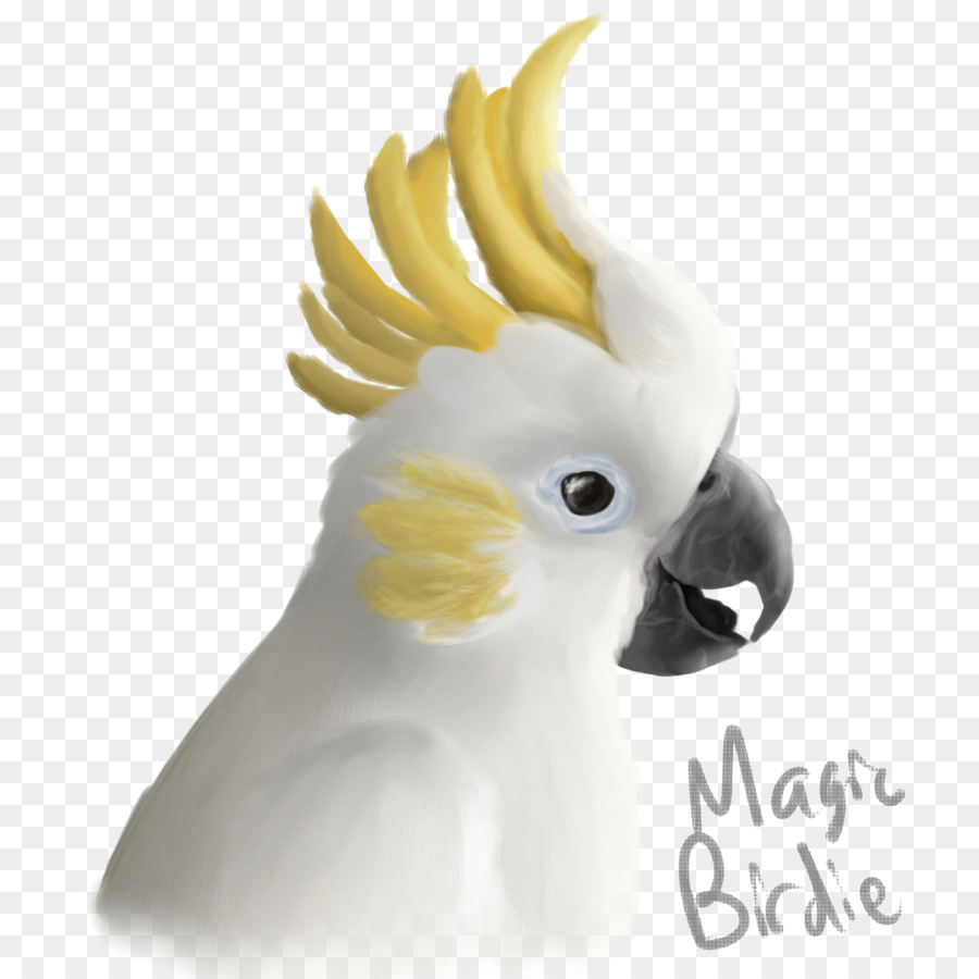 Sulphurcrested какаду，какаду PNG