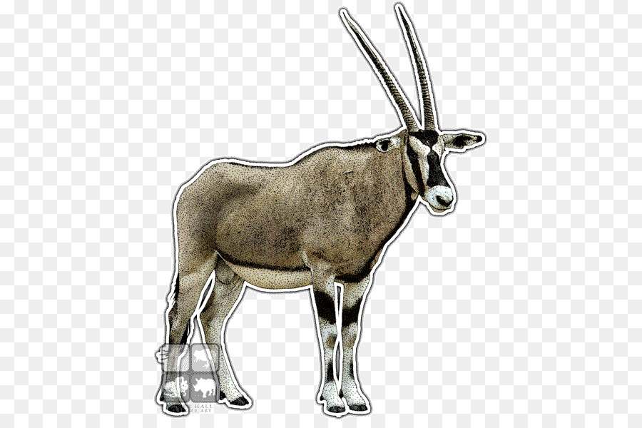 сернобык，антилопа PNG