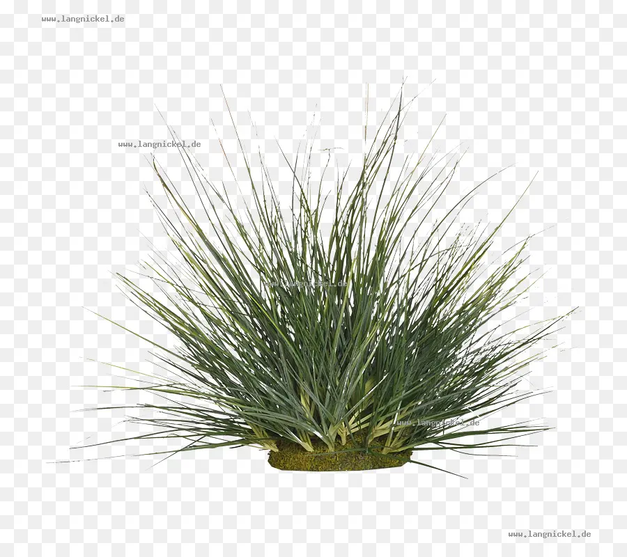 травы，дерево PNG
