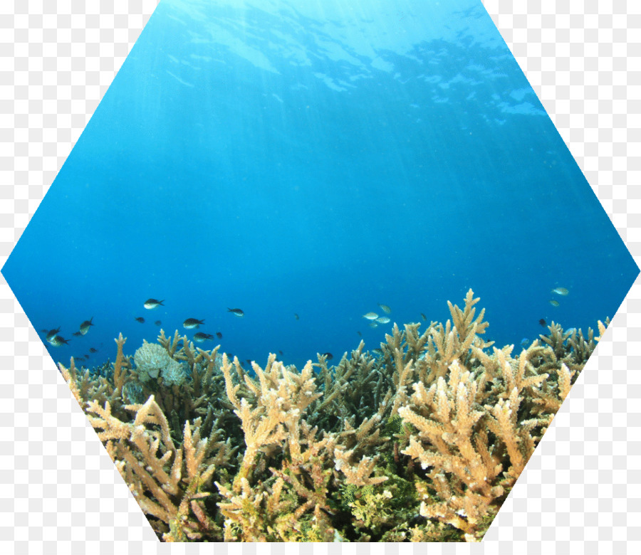 коралловый риф，коралловый риф рыбы PNG