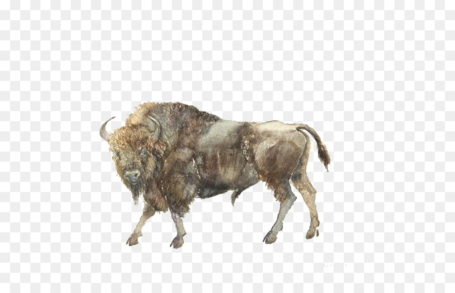 водяного буйвола，бык PNG