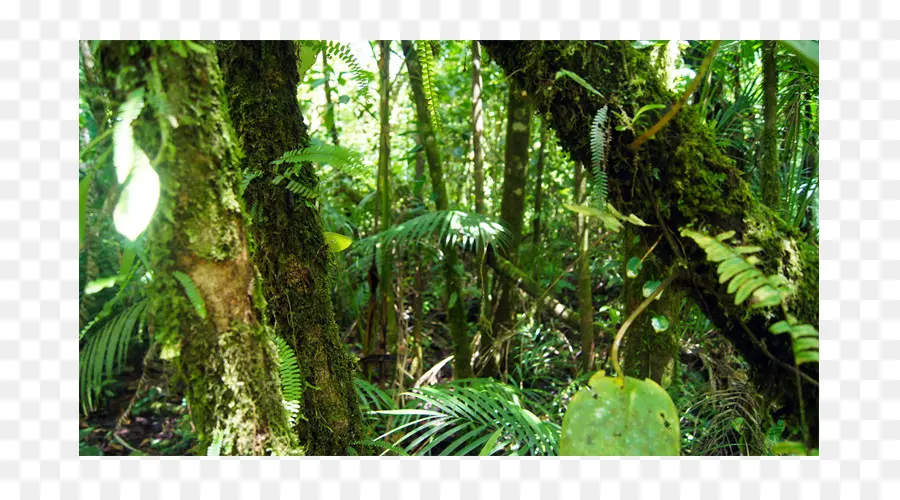 тропический лес，Valdivian умеренных тропических лесов PNG