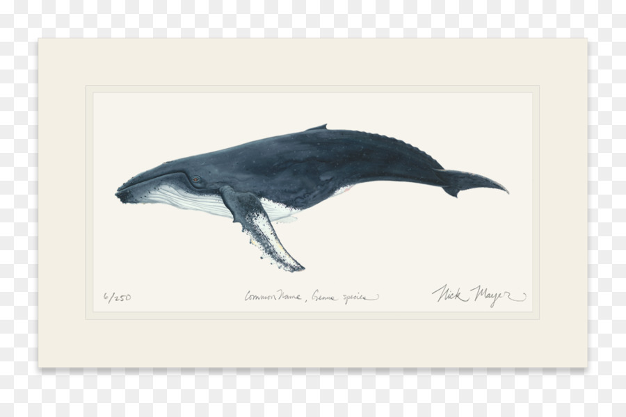 Дельфин，горбач PNG