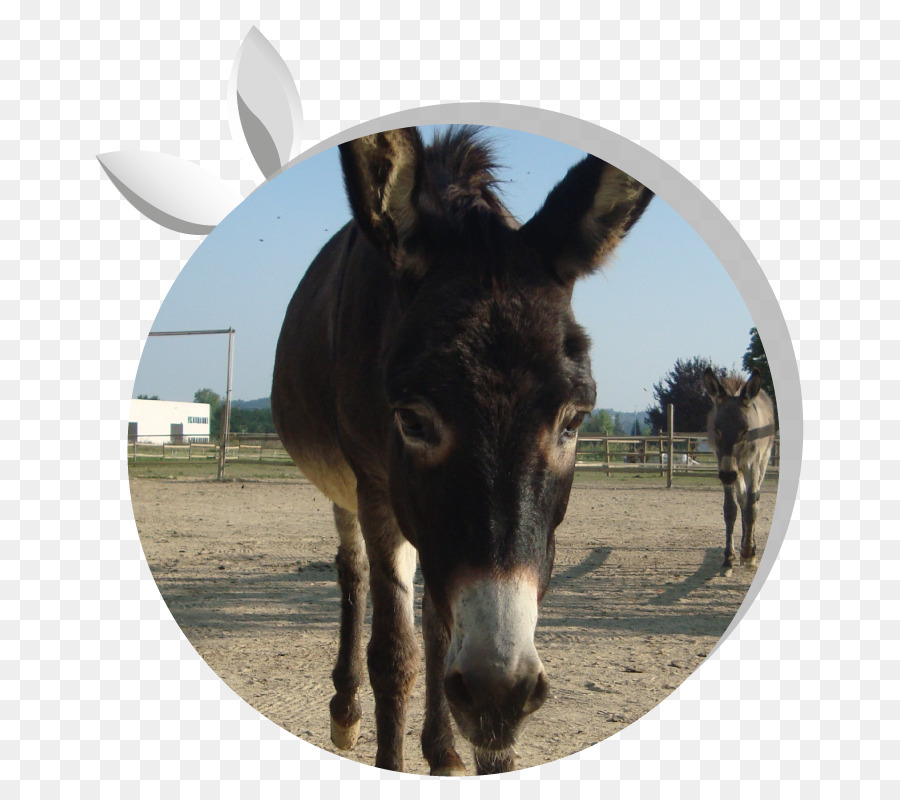 Mule，Donkey PNG