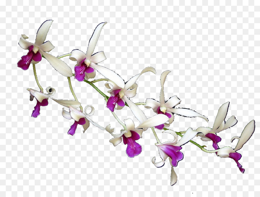 мотылек орхидеи，цветочный дизайн PNG