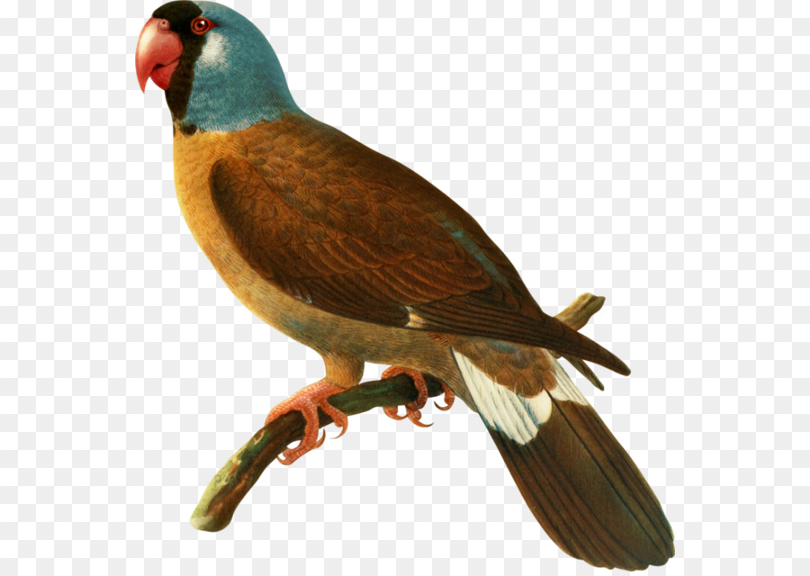 Bird，Mascarene Islands PNG