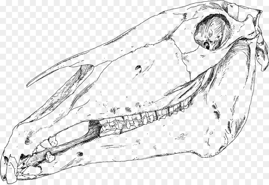 череп，черепа животных PNG