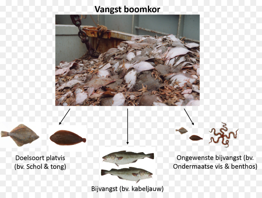 донное траление，демерсальных рыб PNG
