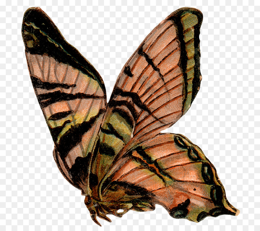 бабочка монарх，белянок PNG