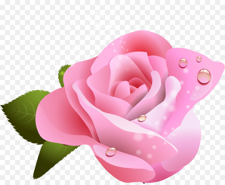 сад роз，белый PNG