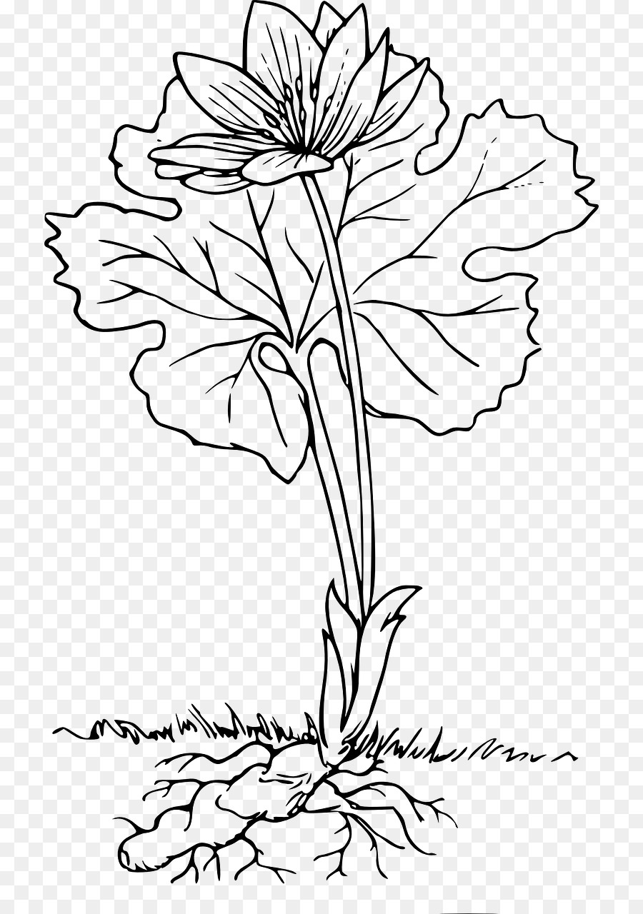 корень，цветок PNG
