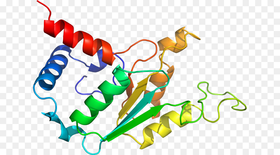 Структура белка，биология PNG