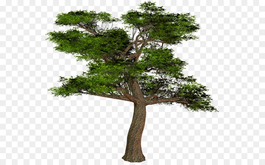 филиал，дерево PNG