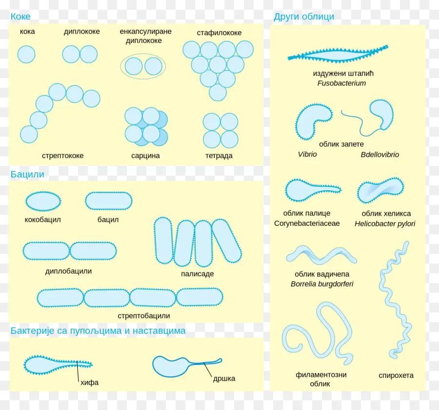Диаграмма бактерий，Бактерии PNG