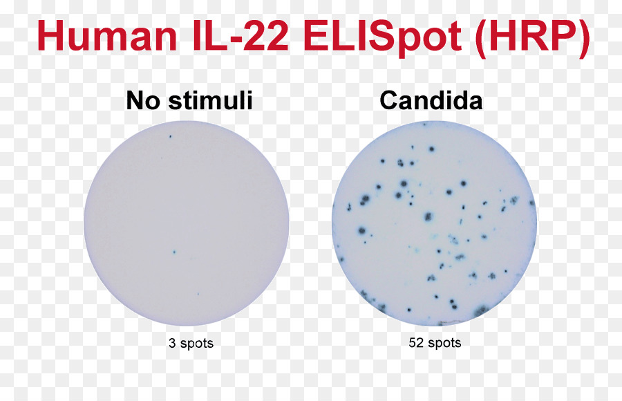 Elispot，анализ PNG