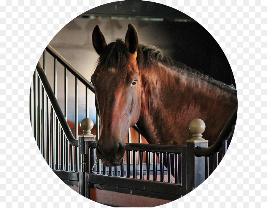 жеребец，фризская лошадь PNG