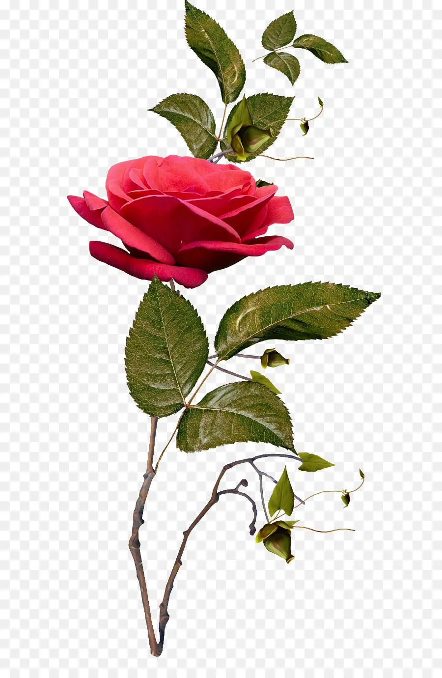 сад роз，инкапсулированный Postscript PNG