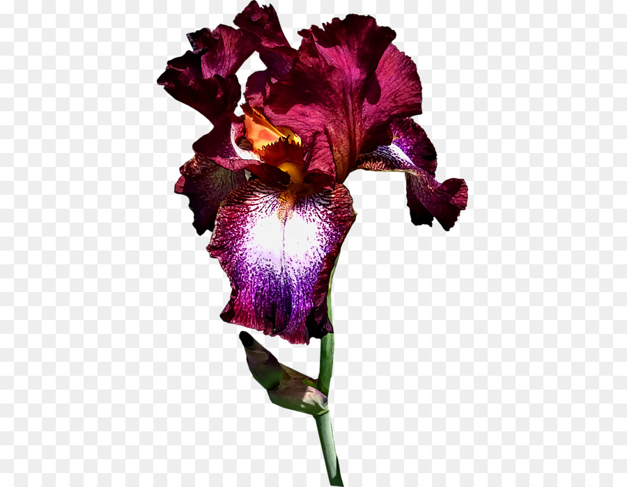 Вайолет，Cattleya орхидеи PNG