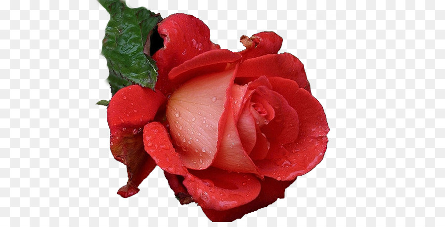 сад роз，роза PNG