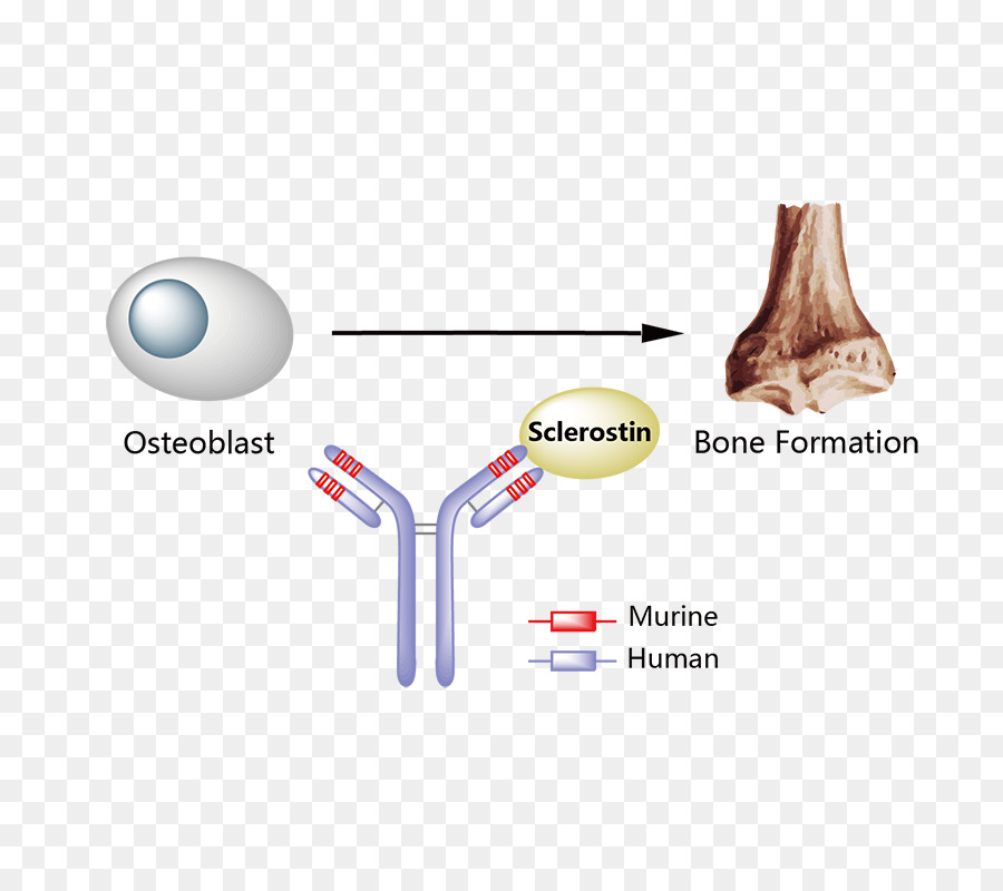 Daratumumab，псориаз PNG