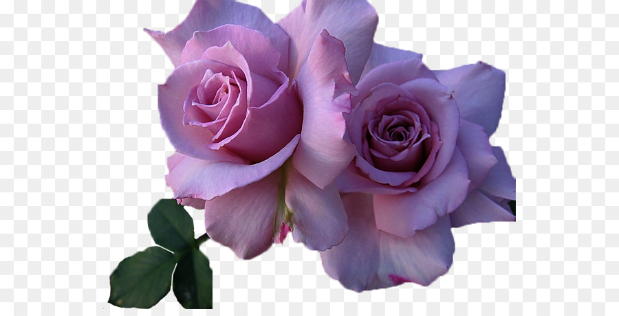 по прежнему жизни розовых роз，роза PNG