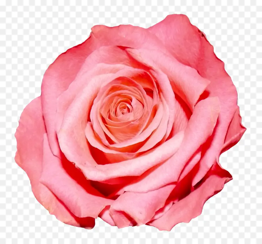 роза，розовые цветы PNG
