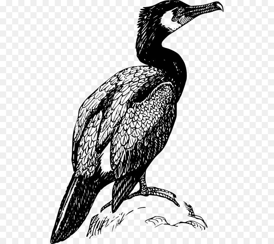 баклан，птица PNG