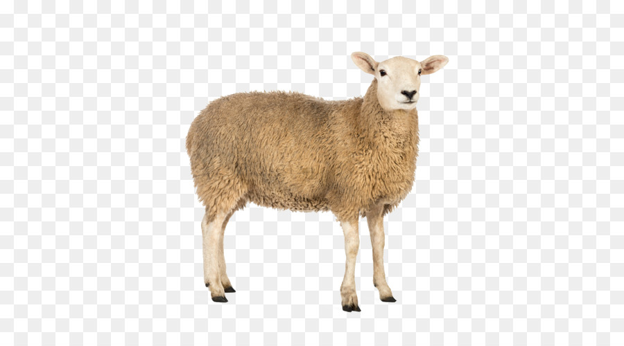 Cừu мерино арль，меринос PNG