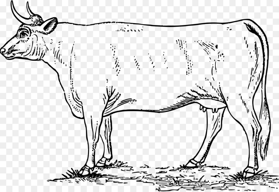 молочный скот，зебу PNG