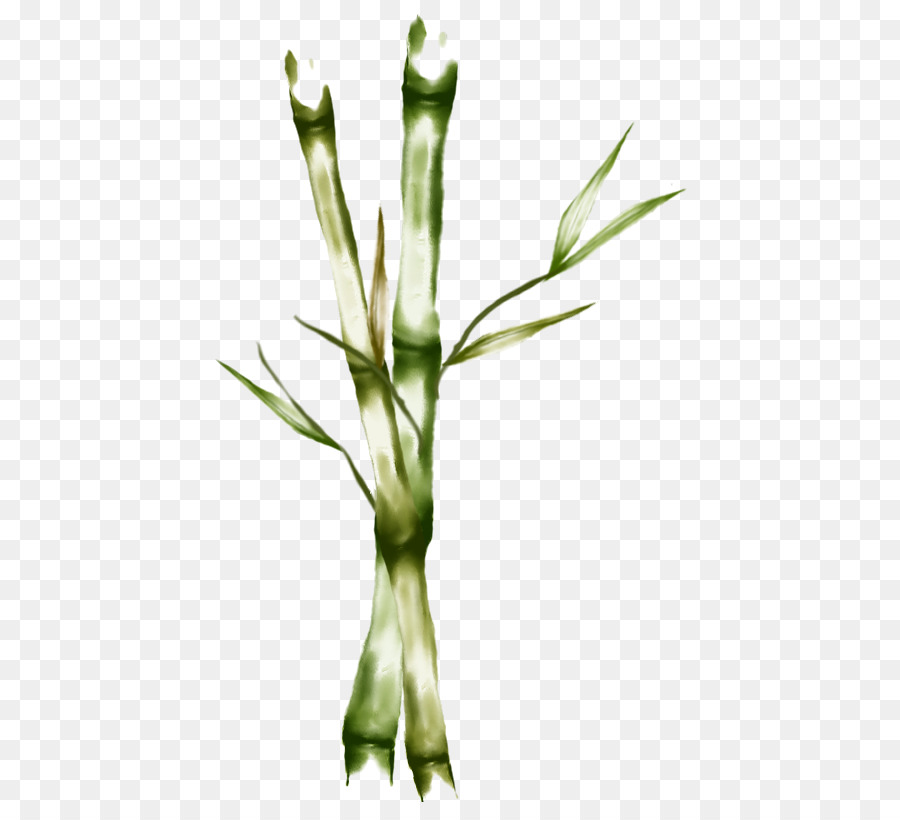 стебель растения，Grasses PNG