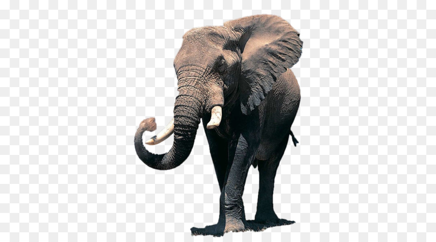 африканский слон，обои для рабочего стола PNG
