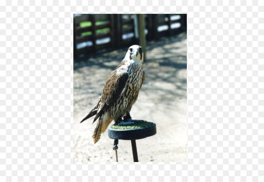Орел，фауна PNG
