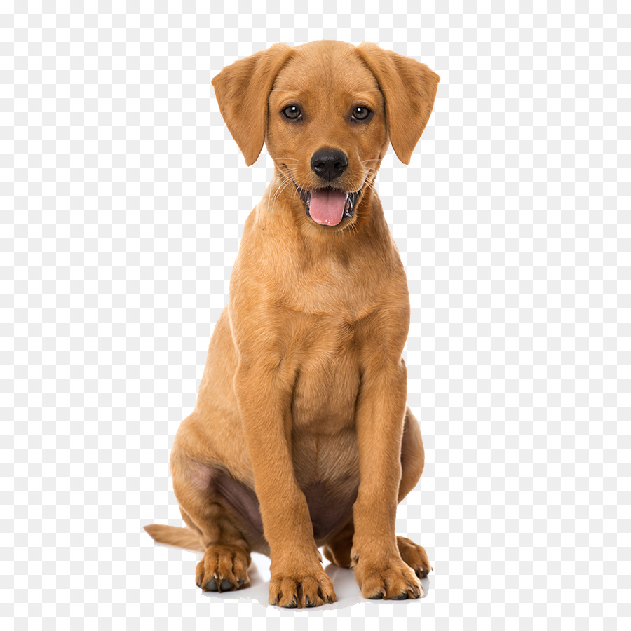 щенок，собака породы PNG