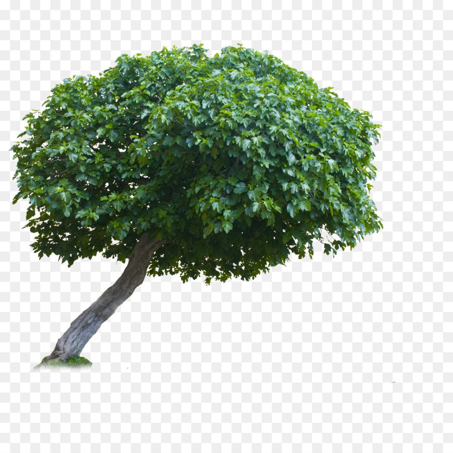 дерево，Royaltyfree PNG
