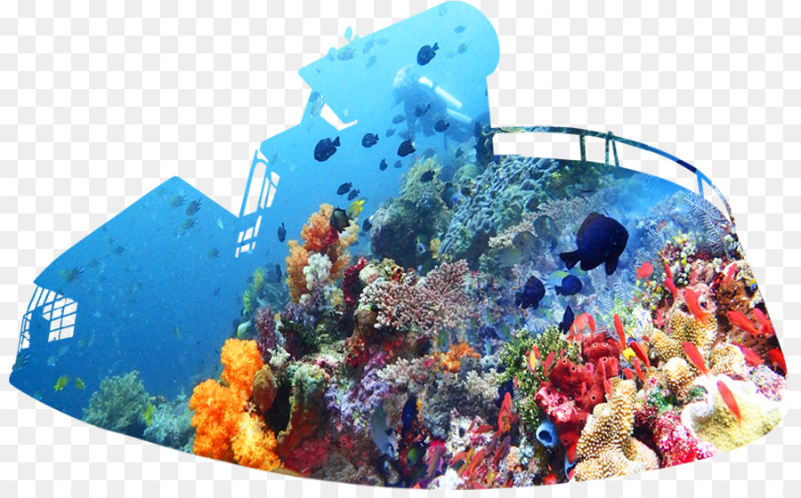 коралловый риф，коралловый PNG