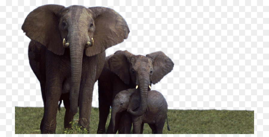 африканский слон，слоновые PNG