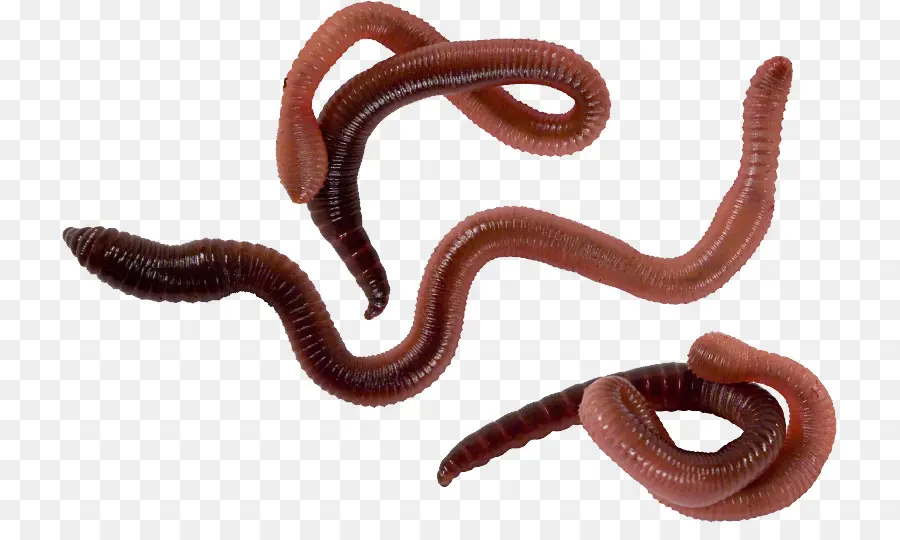 червь，стоковая фотография PNG