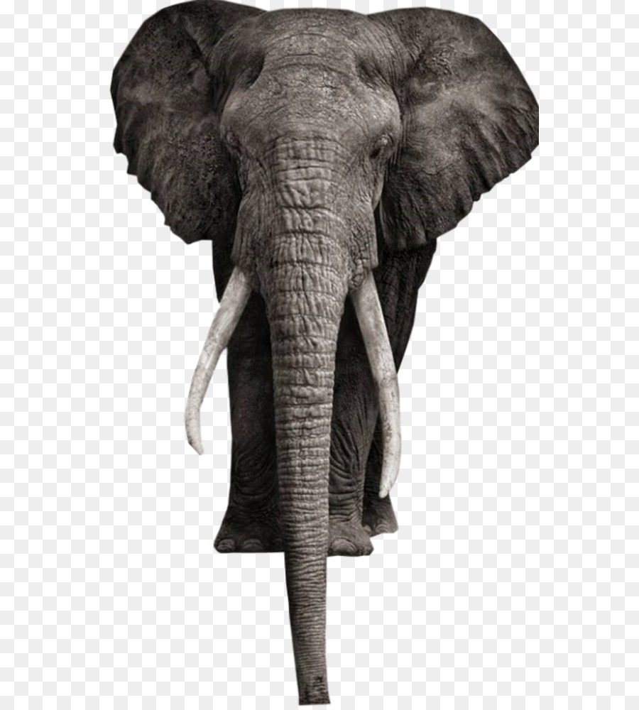 африканский слон Буша，слоновые PNG
