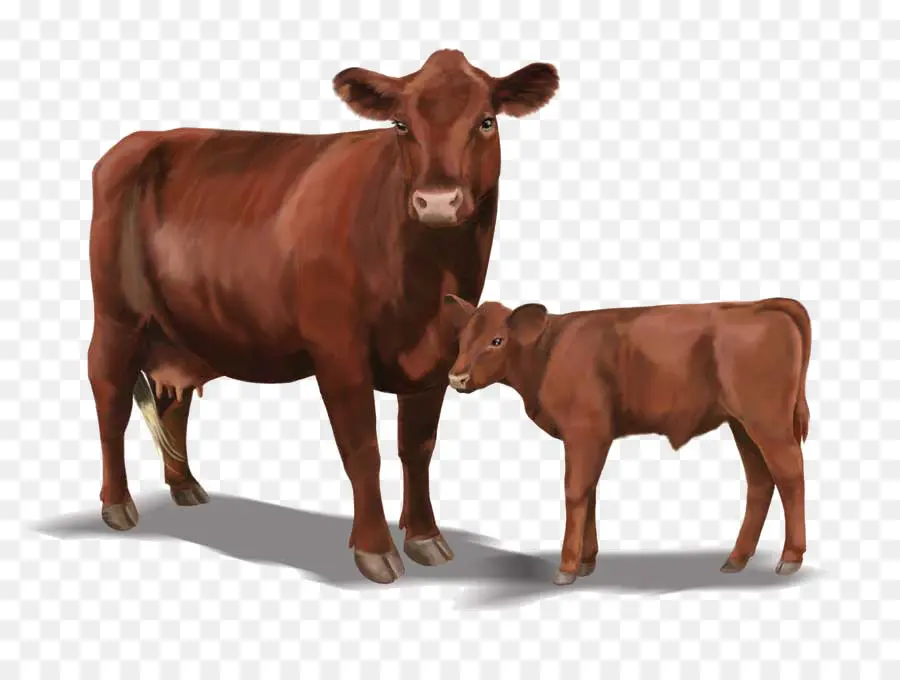 красный опрос，крупный рогатый скот герефордской породы PNG