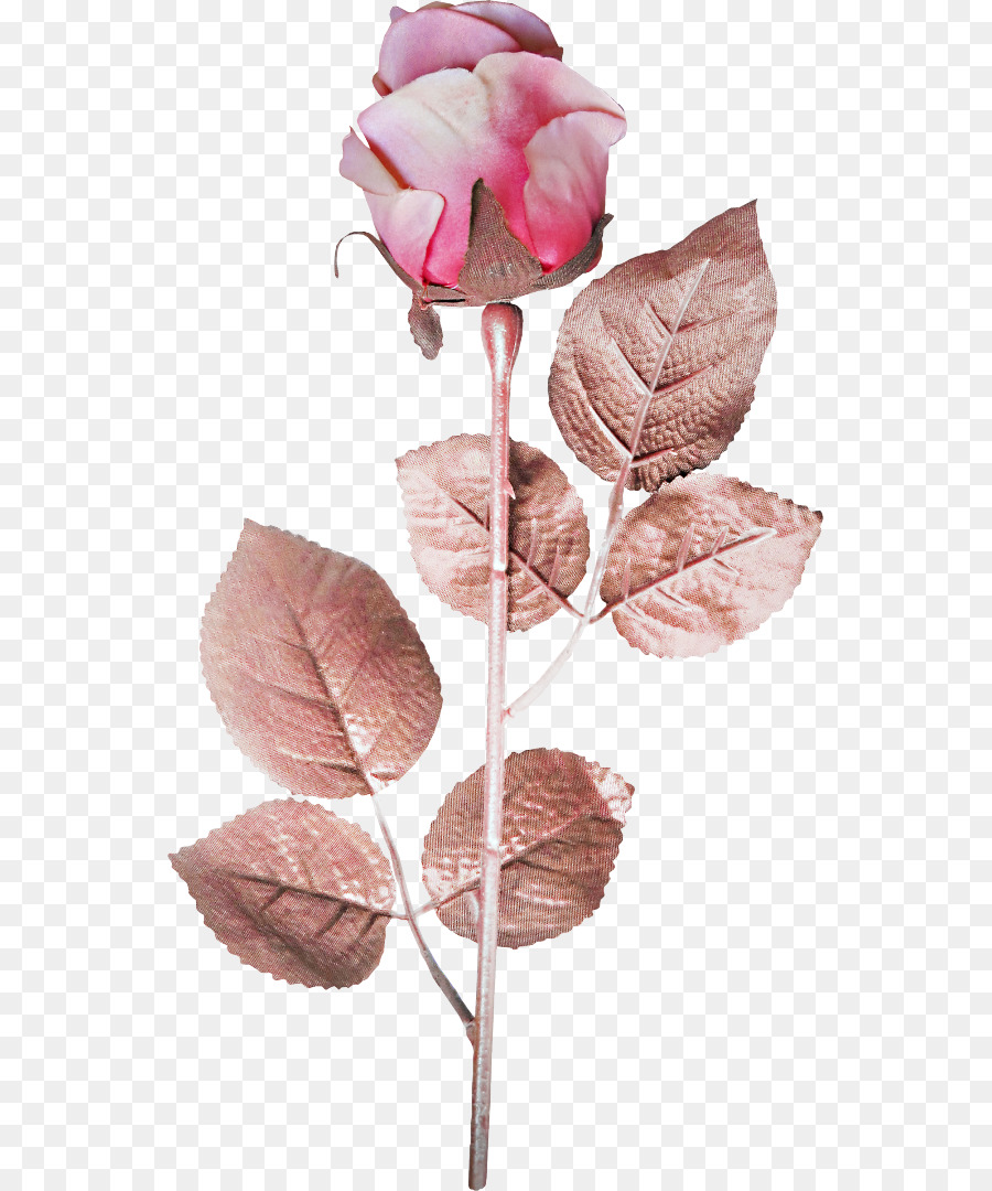 роза，по прежнему жизни розовых роз PNG