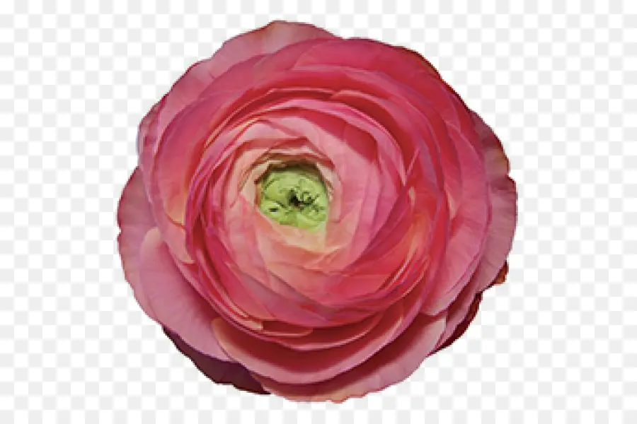 сад роз，Лютик PNG