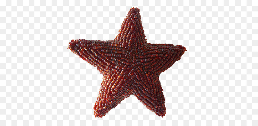 морская звезда，Рождество PNG