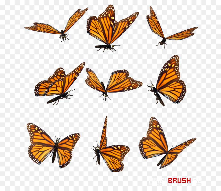 бабочка монарх，бабочка PNG