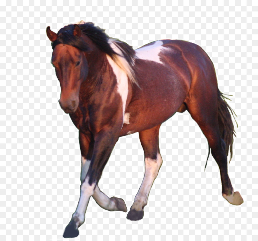 Stallion，Mustang PNG